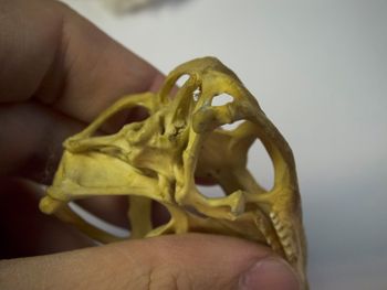Media type: image;   Herpetology R-4702